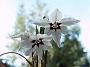 Acidanthera bicolor1